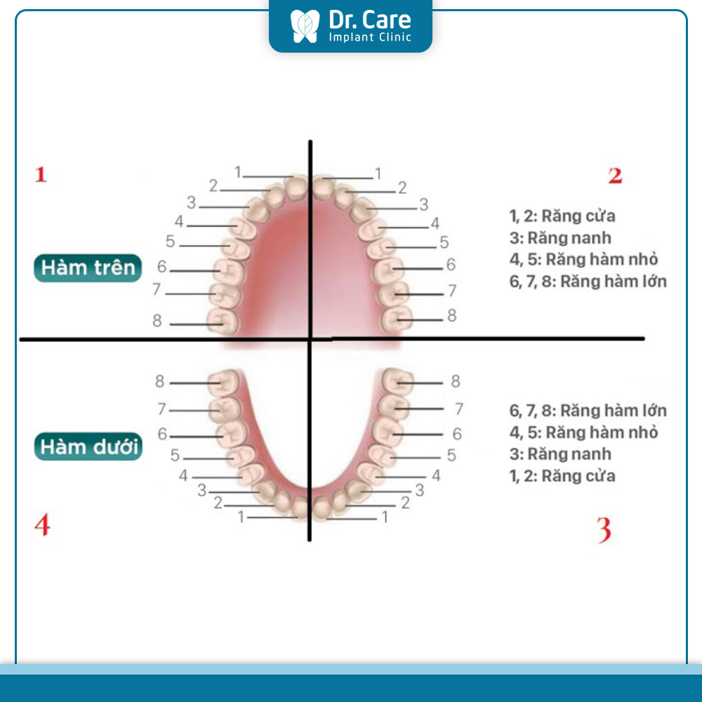 Phân loại răng, vị trí và cách đọc tên các răng