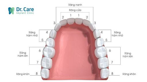 Cấu tạo và chức năng của hàm răng