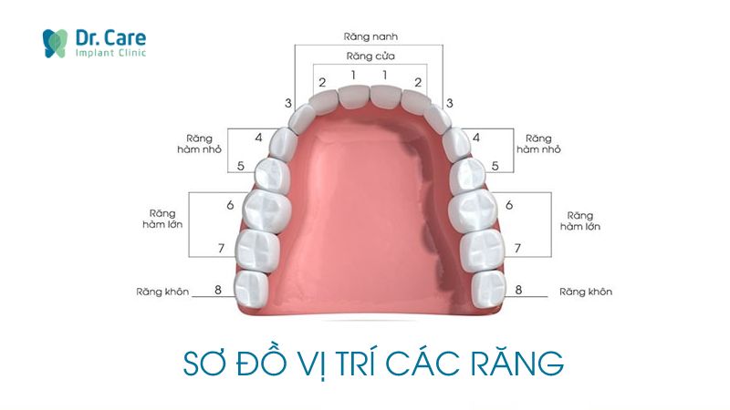 Răng số 6 nằm ở vị trí nào? Có chức năng ra sao?