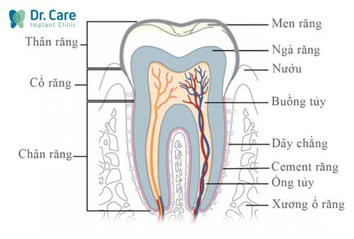 Cấu tạo răng người