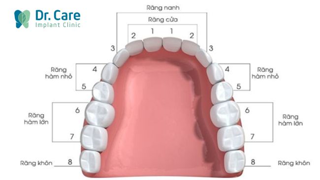 Vị trí các răng trên cung hàm