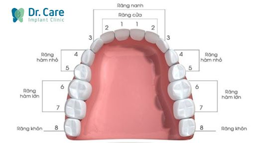 Ê Răng Hàm Trên: Nguyên Nhân và Cách Khắc Phục Hiệu Quả