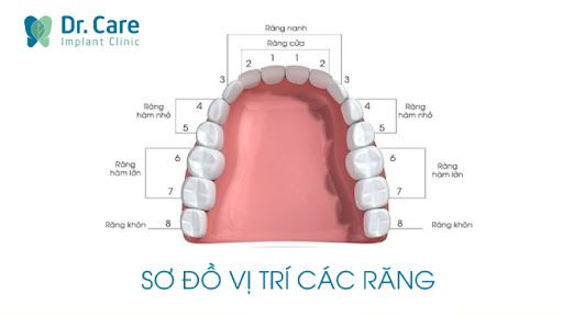 Tổng quan về răng số 6