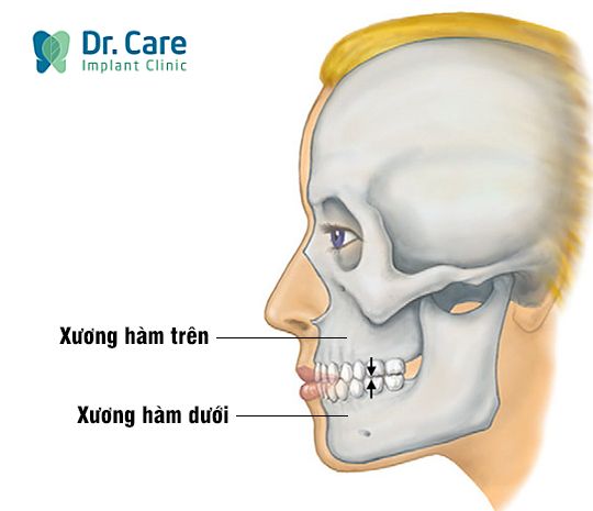 Xương hàm dưới là gì? 