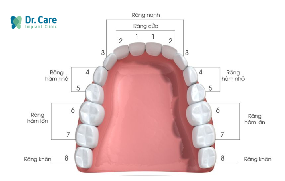 Răng hàm là gì? Vị trí, cấu tạo và chức năng