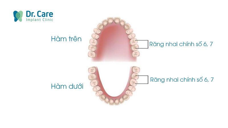 Răng nhai là gì? Vị trí và chức năng 