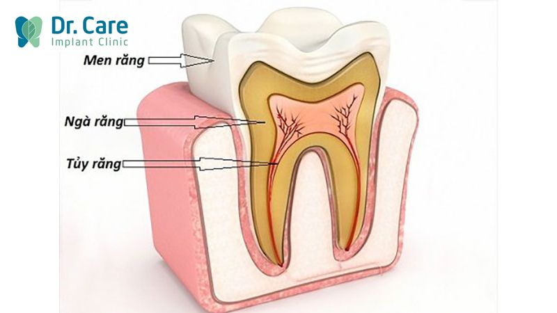 Độ cứng của răng thật?