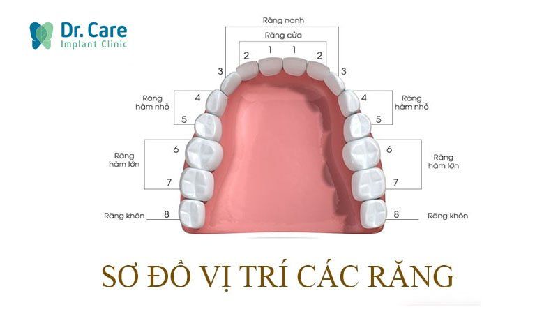 Răng hàm trên gồm những răng nào? Có vai trò gì?