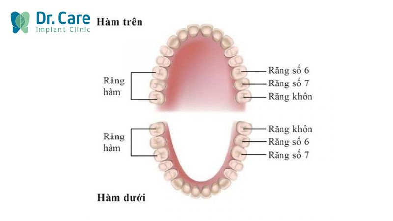 Vị trí, vai trò của răng số 6