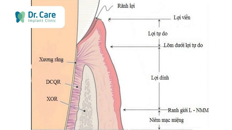 Cấu tạo của nướu răng 