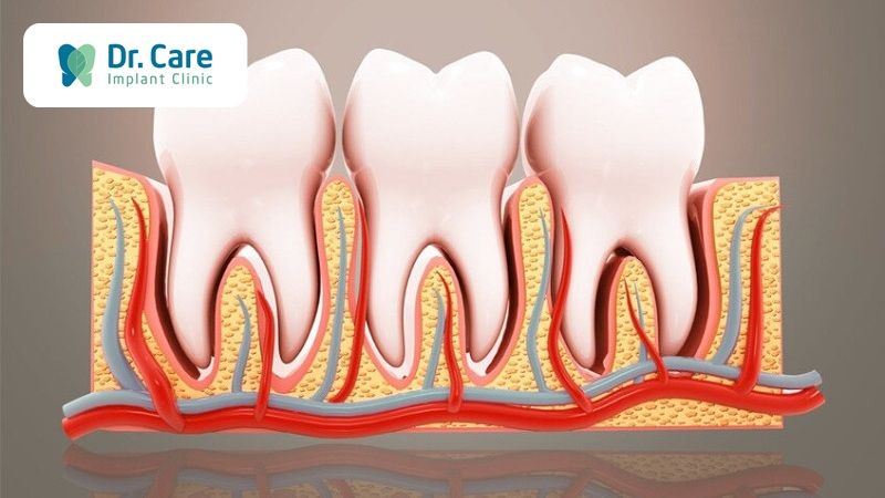 Tuần hoàn máu ở nướu