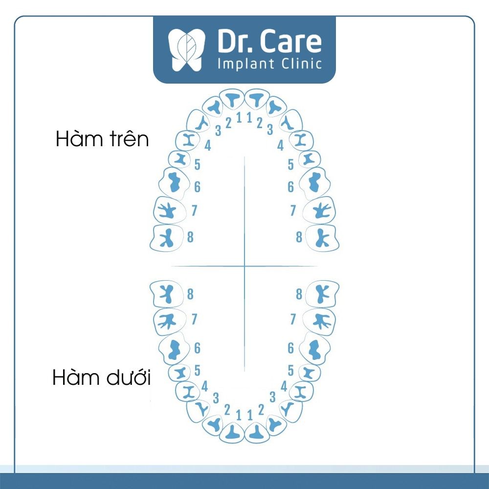 Răng khôn mọc ở vị trí nào?