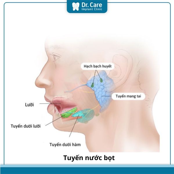 Tuyến nước bọt là gì?