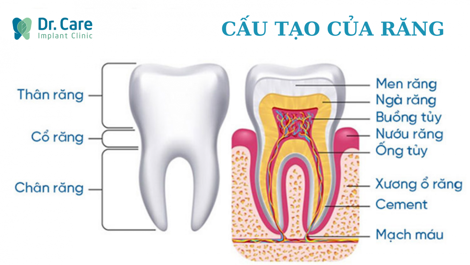 Cấu tạo của tủy răng