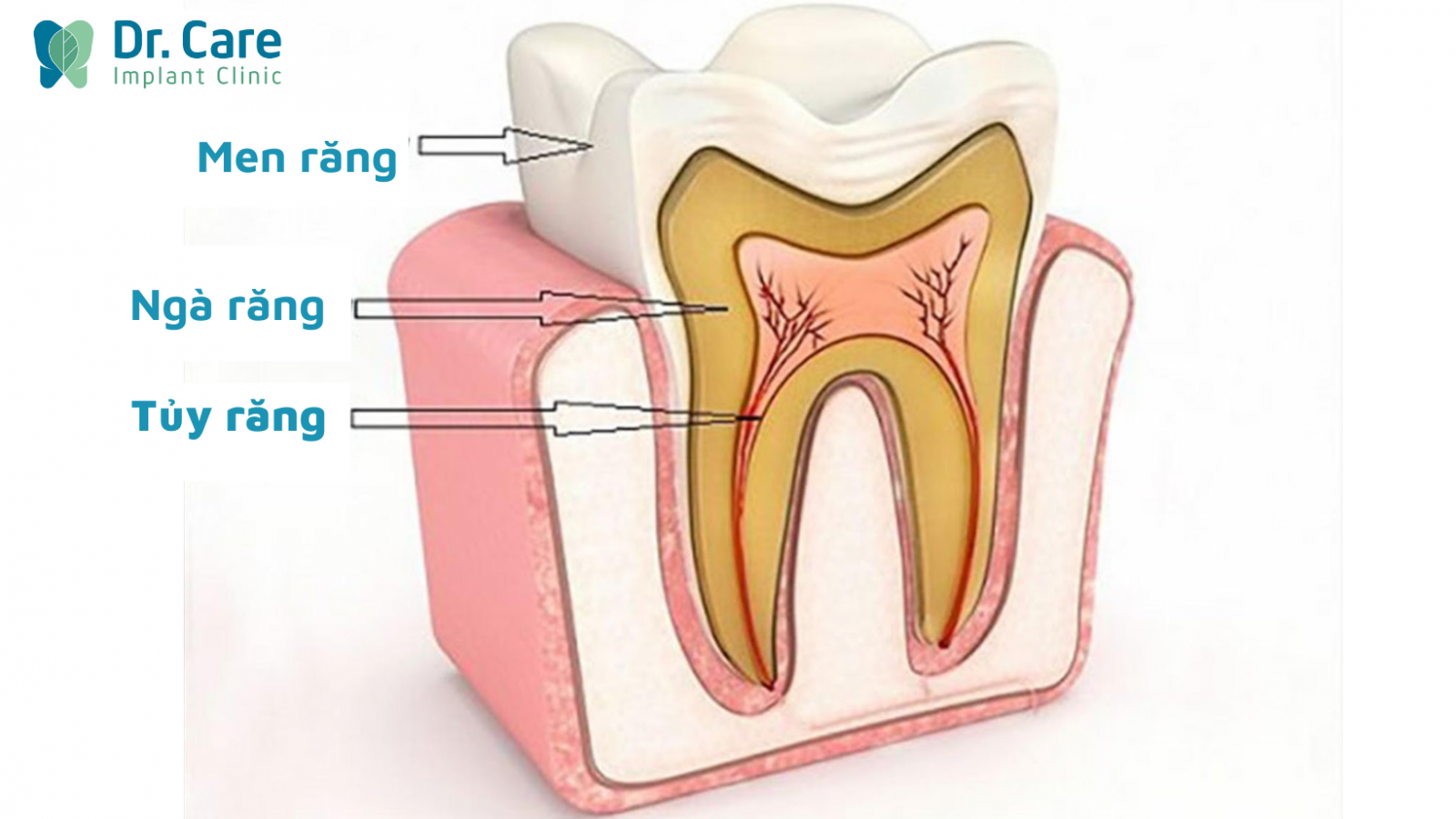 Tủy răng là gì ?