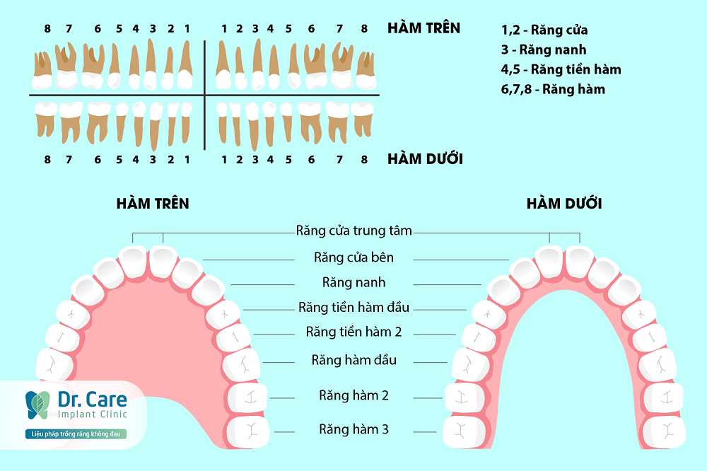 Răng số 2 ở đâu, có chức năng gì?