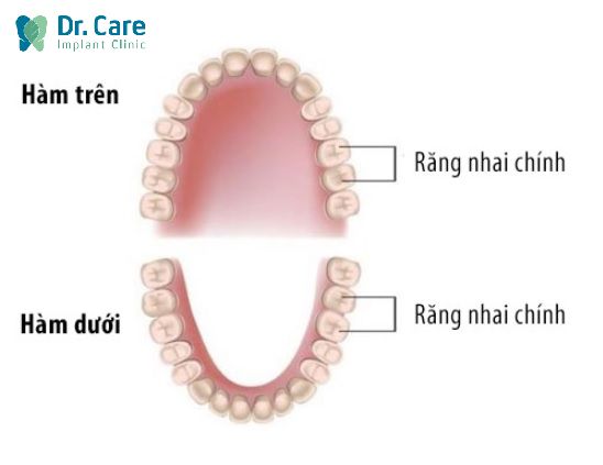  Răng nhai là răng ở vị trí nào