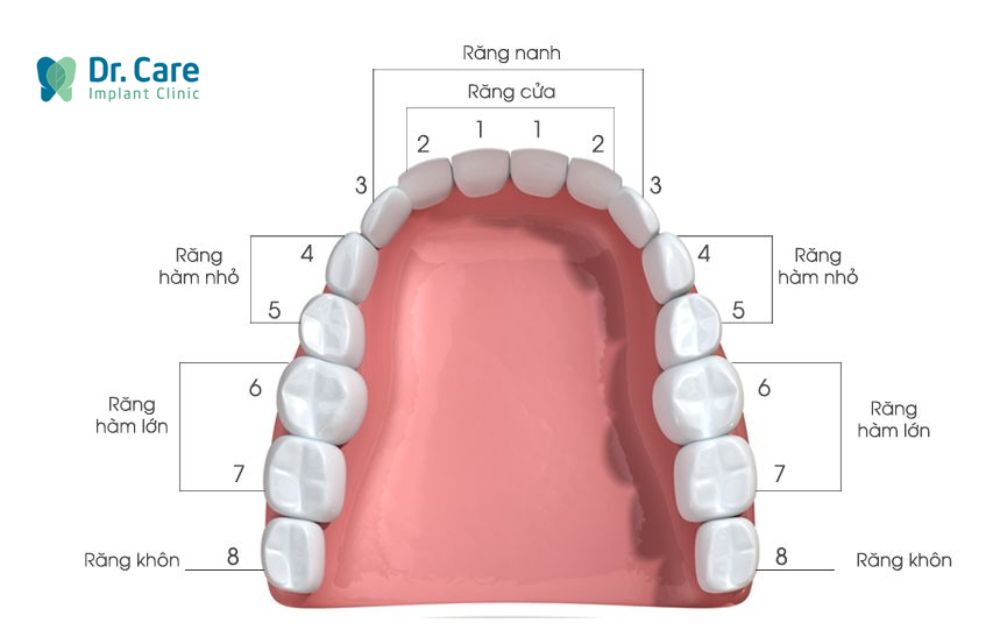 mất răng số 4