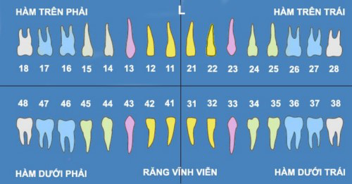 Tầm quan trọng của bộ răng trên khung hàm