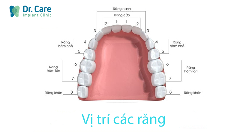 Răng số 6 là răng nào?