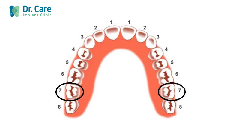 Răng số 7 ở vị trí nào?