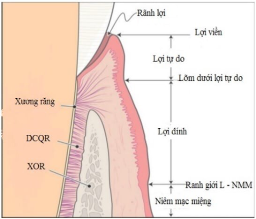 Phân biệt các dạng thành phần của nướu