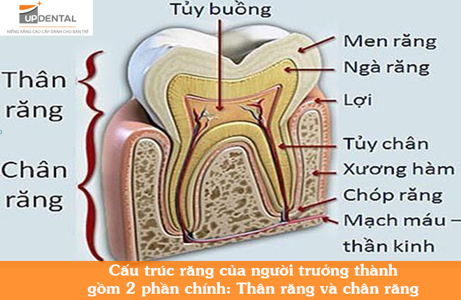 cau truc rang cua nguoi truong thanh