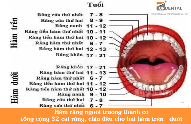 cau truc ham rang nguoi 