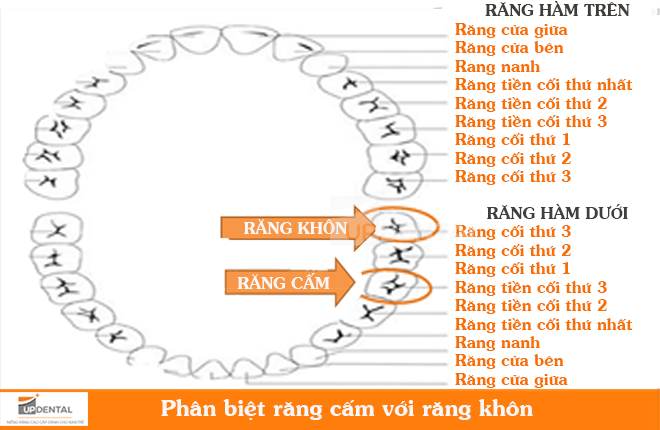 cau truc rang tren cung ham